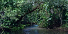 Jungle River in far North Queensland.