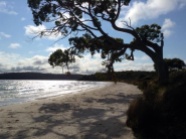 Leaning Beach Tree. Bruny Island, Tasmania